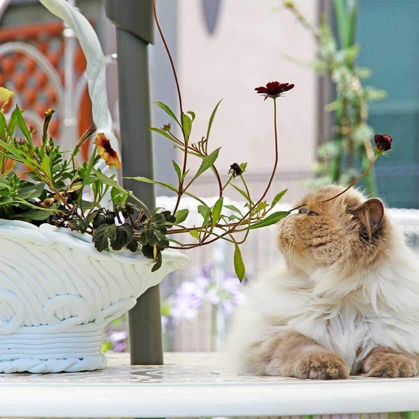 お施主様が育てられた大切な植物