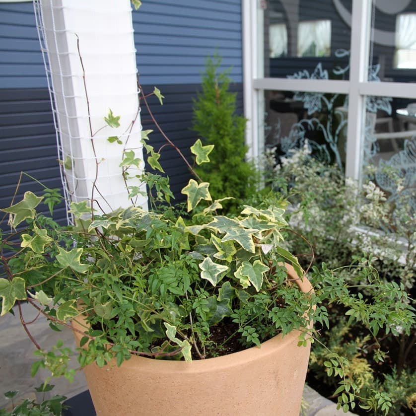 つる性植物