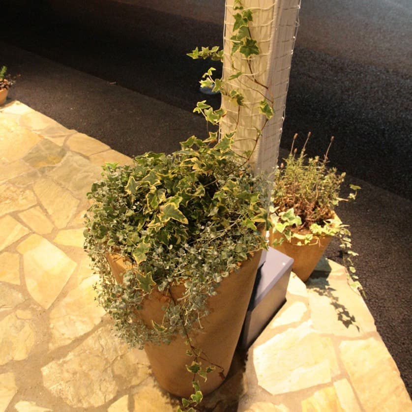 エントランスの植木鉢