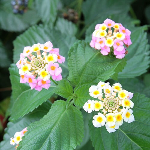 ランタナの花