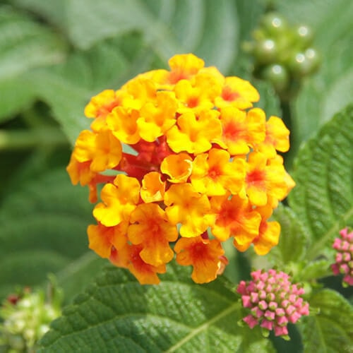 ランタナの花(オレンジ)