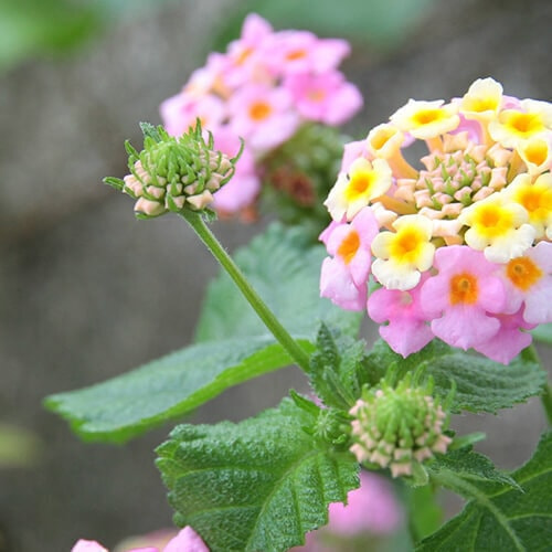ランタナの蕾