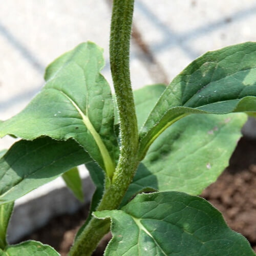 エキナセアの茎