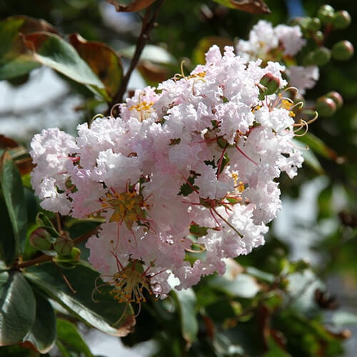 サルスベリの花(薄ピンク)