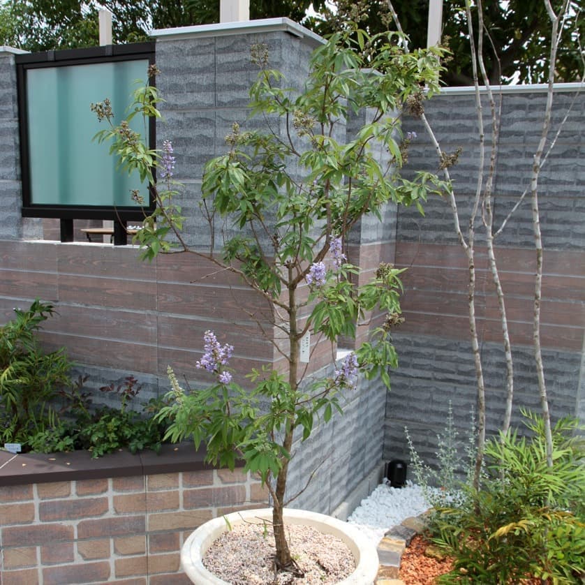 セイヨウニンジンボク