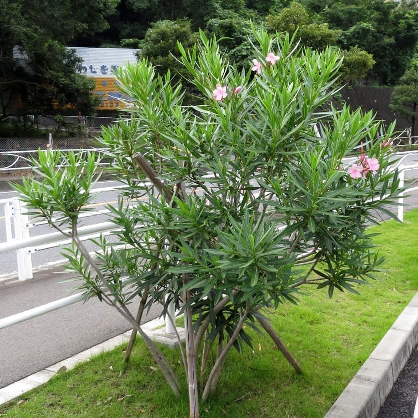 キョウチクトウ