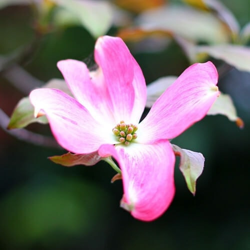 ハナミズキの花（アカバナ）