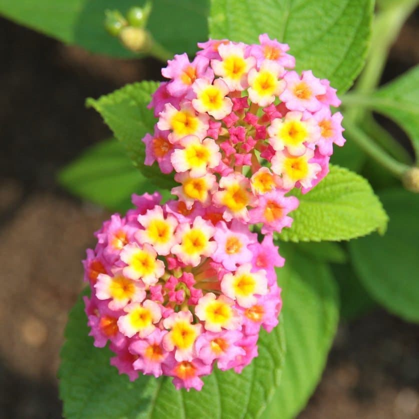 ランタナの花（ピンク）