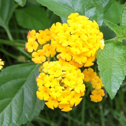 ランタナの花（黄色）
