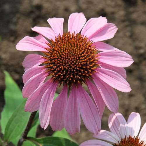 エキナセアの花（ピンク）