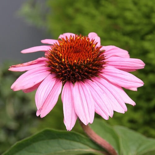 エキナセアの花（ピンク）