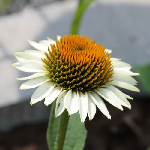 エキナセアの花（白）