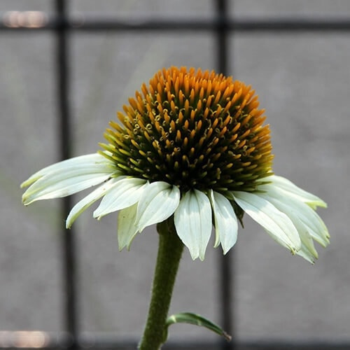 エキナセアの花（白）