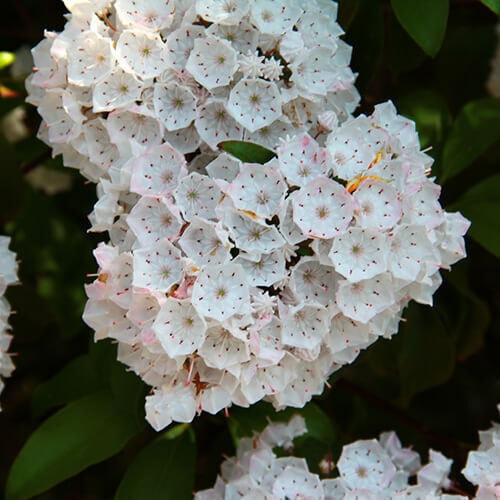 カルミアの花