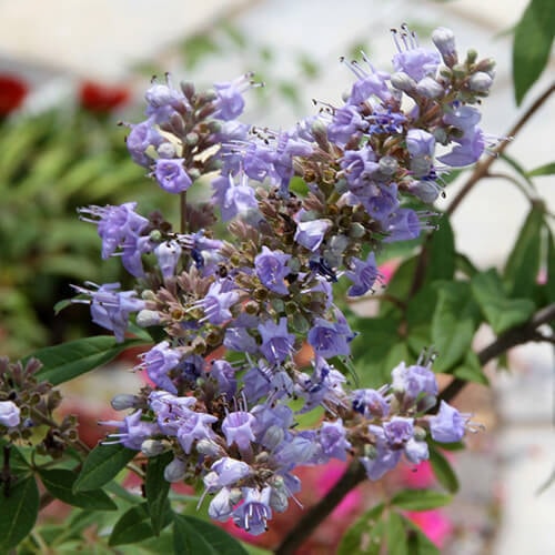 セイヨウニンジンボクの花