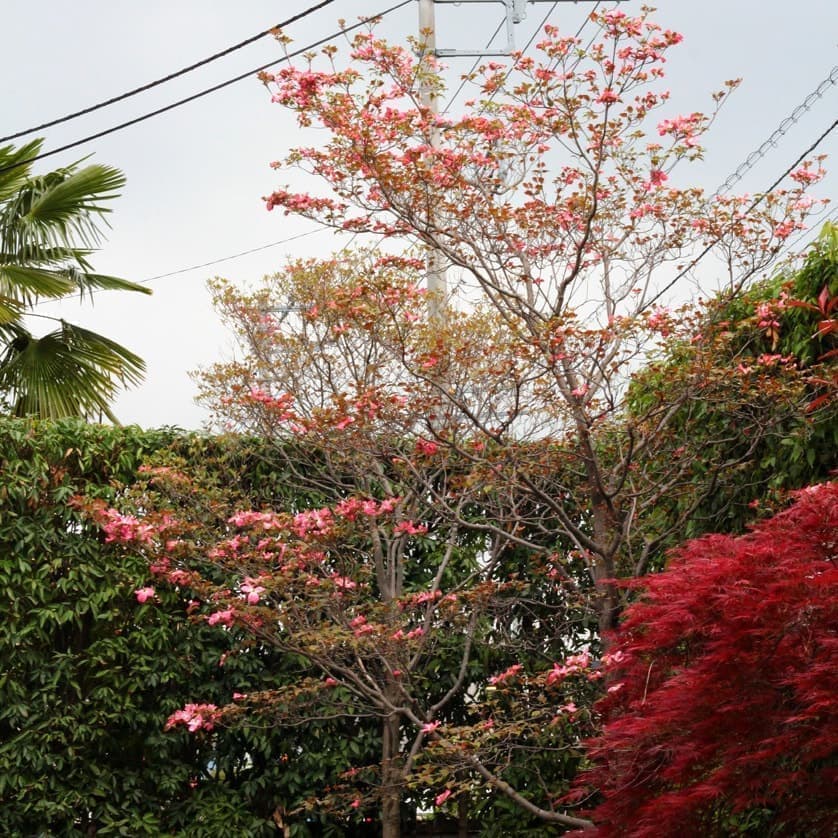 落葉広葉樹