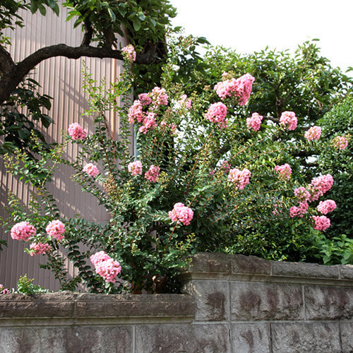 サルスベリの花（ピンク）