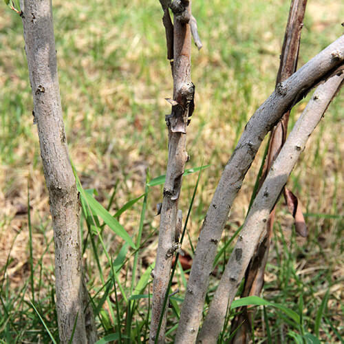 ブルーベリーの幹と樹皮