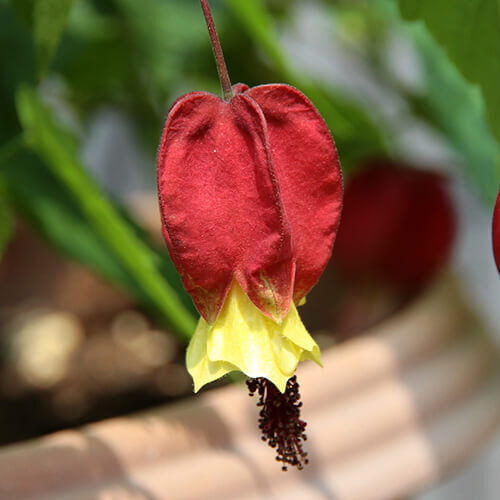 アブチロン・チロリアンランプの花