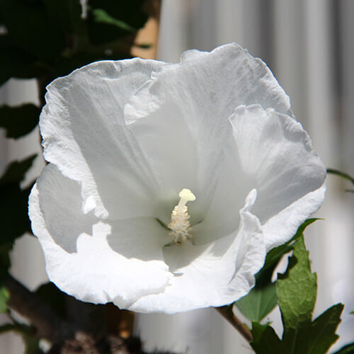 ムクゲの花（白）