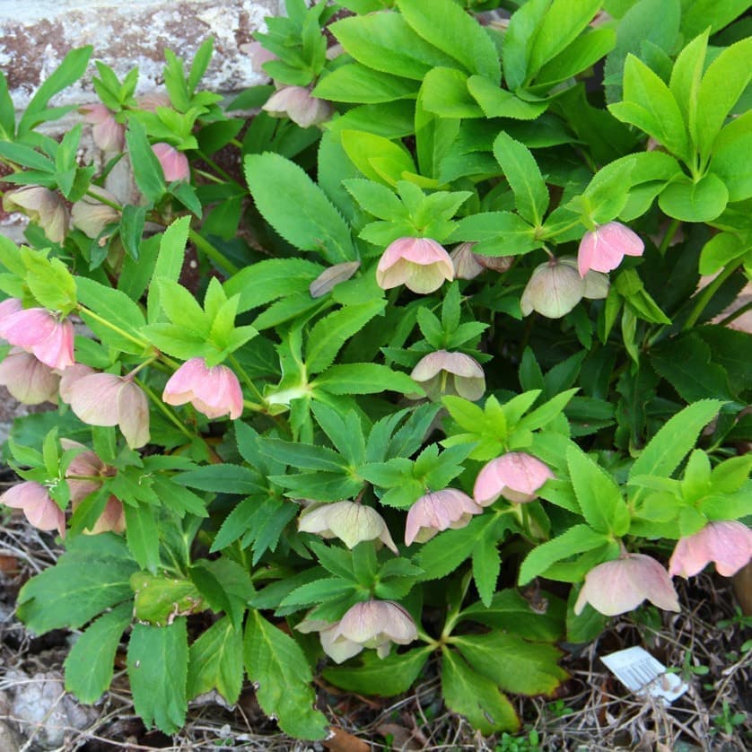 多年草・宿根草