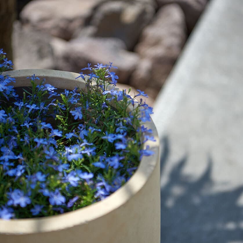 オーナーが育てる草花