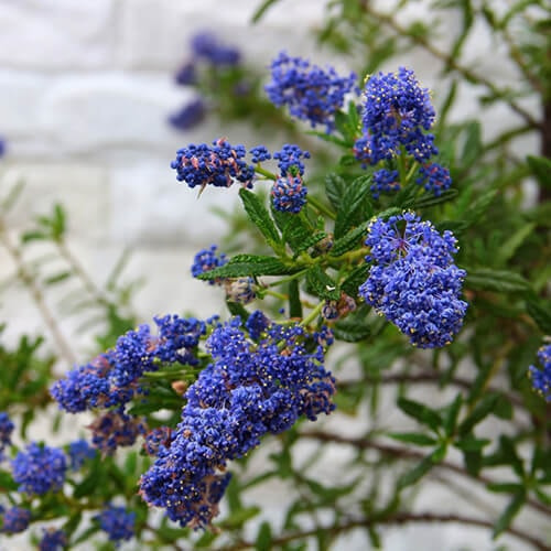 カリフォルニアライラックの花