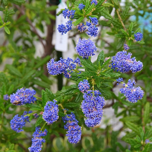 カリフォルニアライラックの花・葉