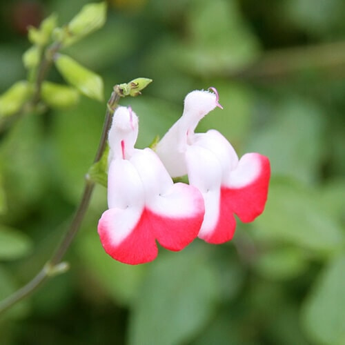 ホットリップスの花