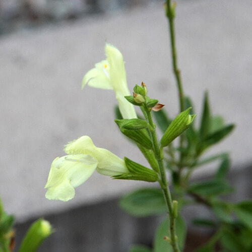 イエローの花