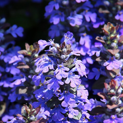 アジュガの花