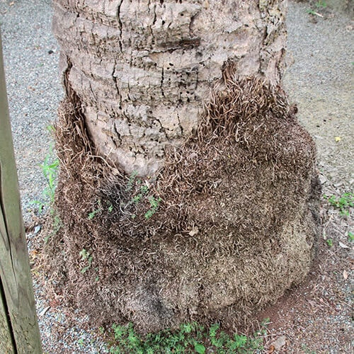 カナリーヤシの根本