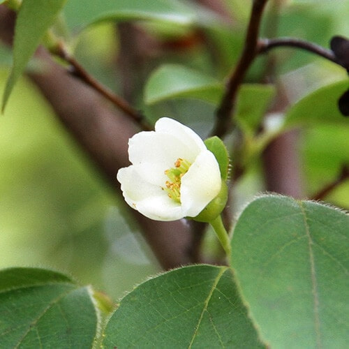 ヒメシャラの花