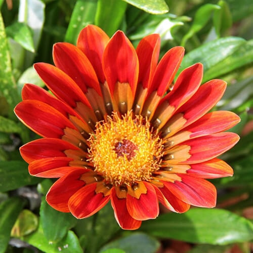 ガザニアの花（赤）