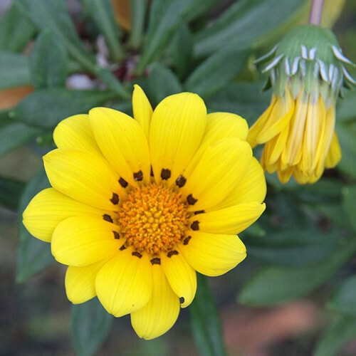 ガザニアの花（ガザニアン・クイーン）