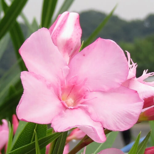 キョウチクトウの花