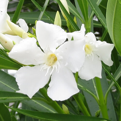 キョウチクトウの花(シロバナ)