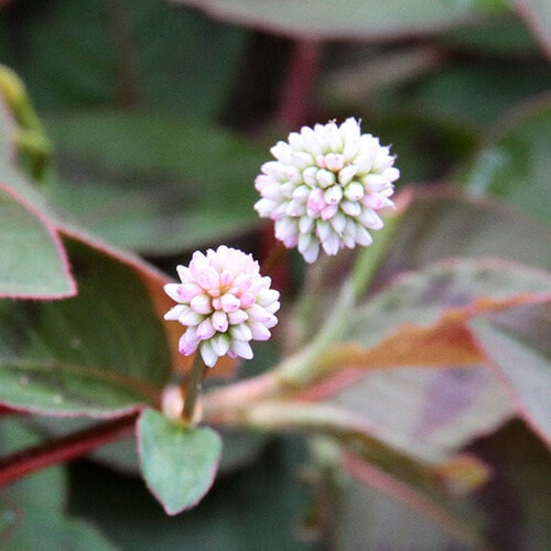 ヒメツルソバの花