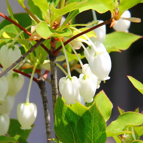 ドウダンツツジの花
