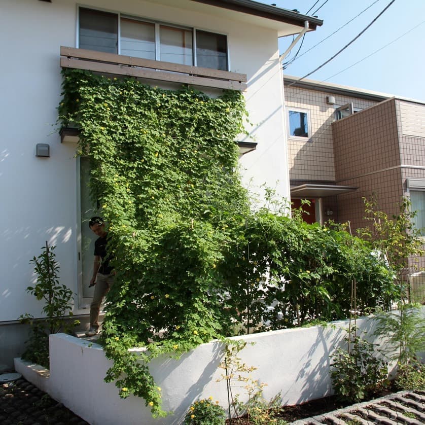 日除けの植物