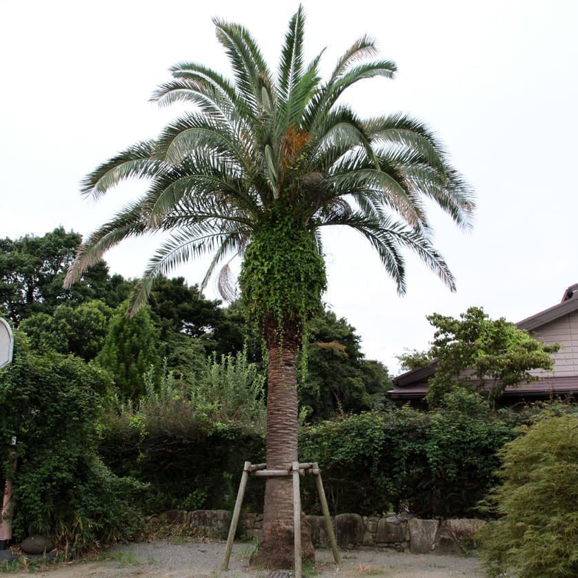 カナリーヤシ