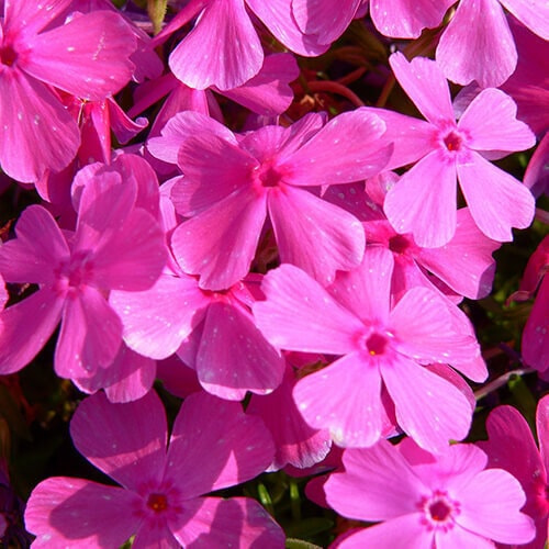 シバザクラの花