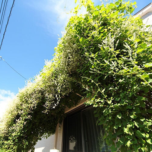 堂々とした緑のゲート