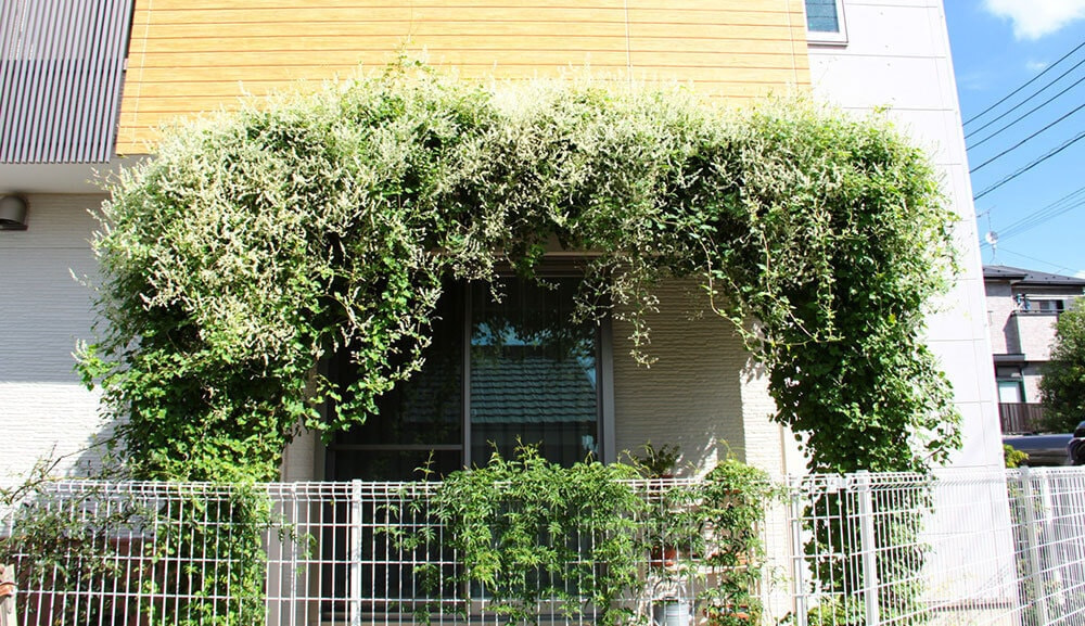 日陰をつくるツル性植物
