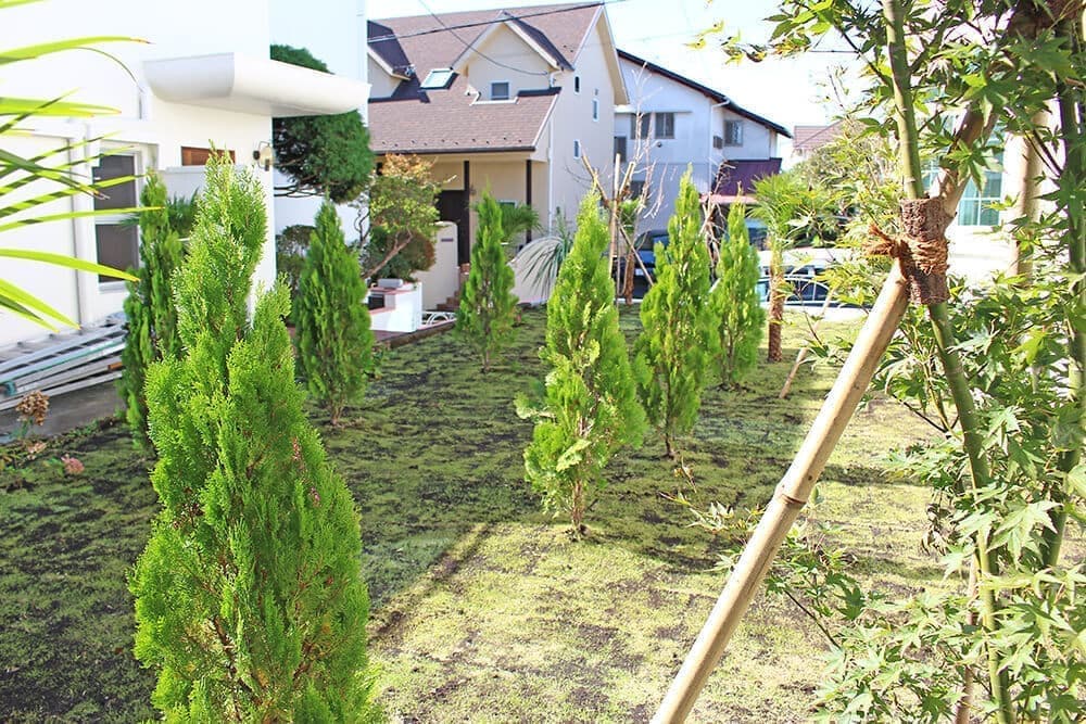 コニファーの植栽