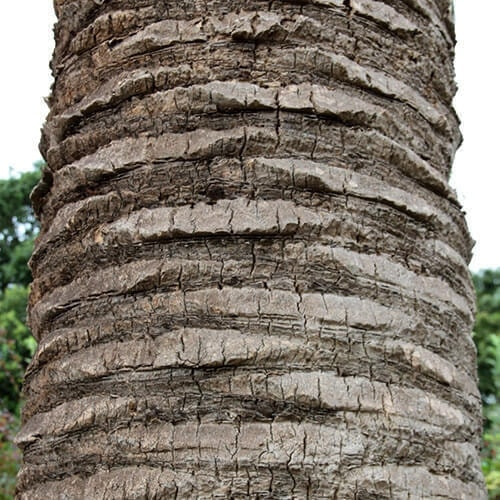 カナリーヤシ　2本仕立て カナリーヤシの特徴・育て方・剪定時期・病気・害虫