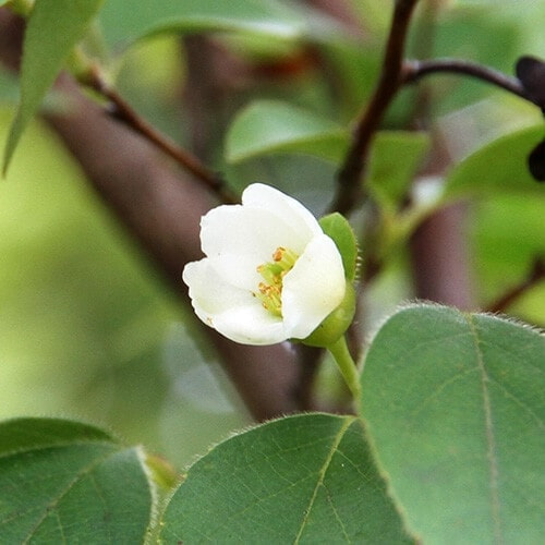 ヒメシャラの花