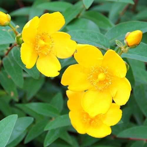 ヒペリカム・ヒデコートの花