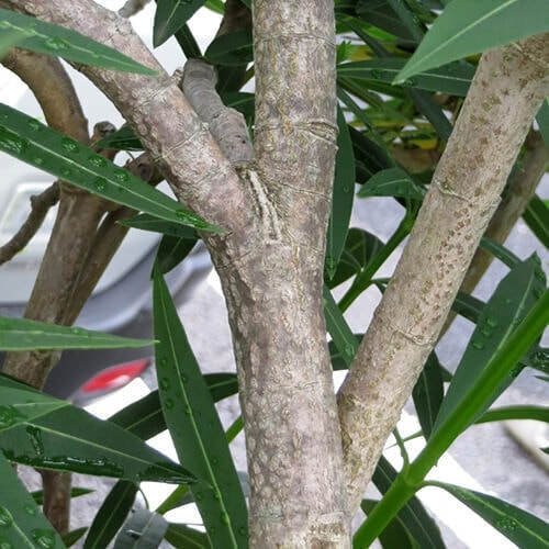 キョウチクトウの幹と樹皮