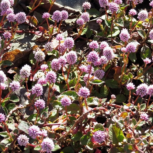 ヒメツルソバの花
